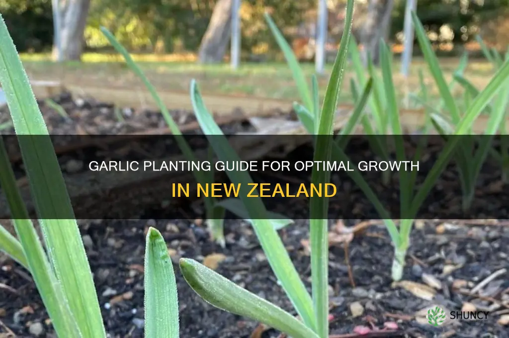 Deep Planting Garlic in NZ: Grow Bigger, Healthier Bulbs