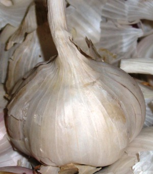 NZ Garlic Growing Guide: From Clove to Superfood Harvest