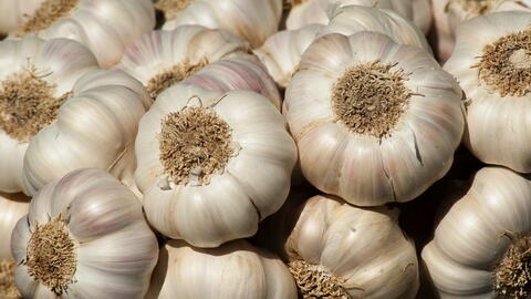 When to Plant Garlic in NZ: Your Seasonal Guide